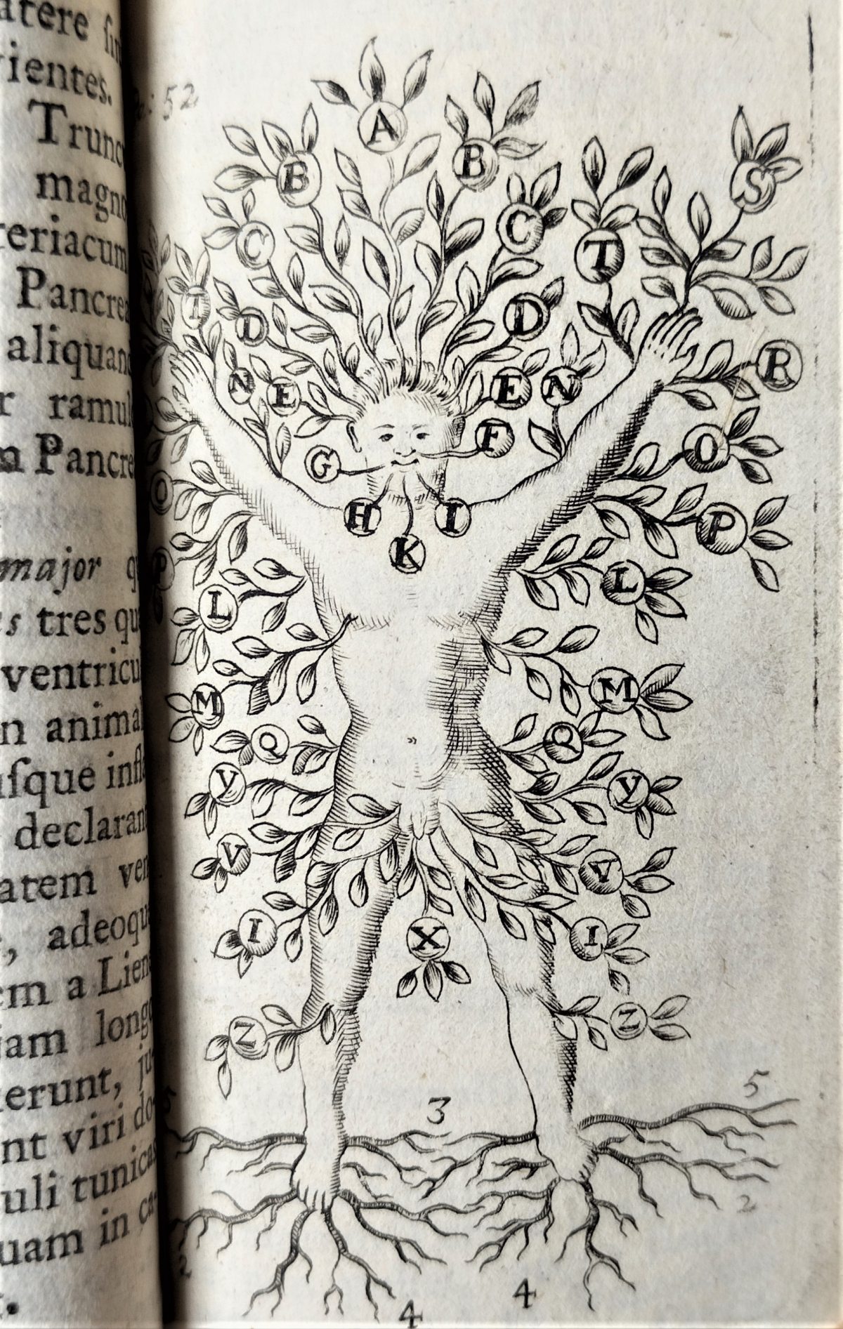 Human figure with branches and leaves coming off its arms and roots from its feet. 