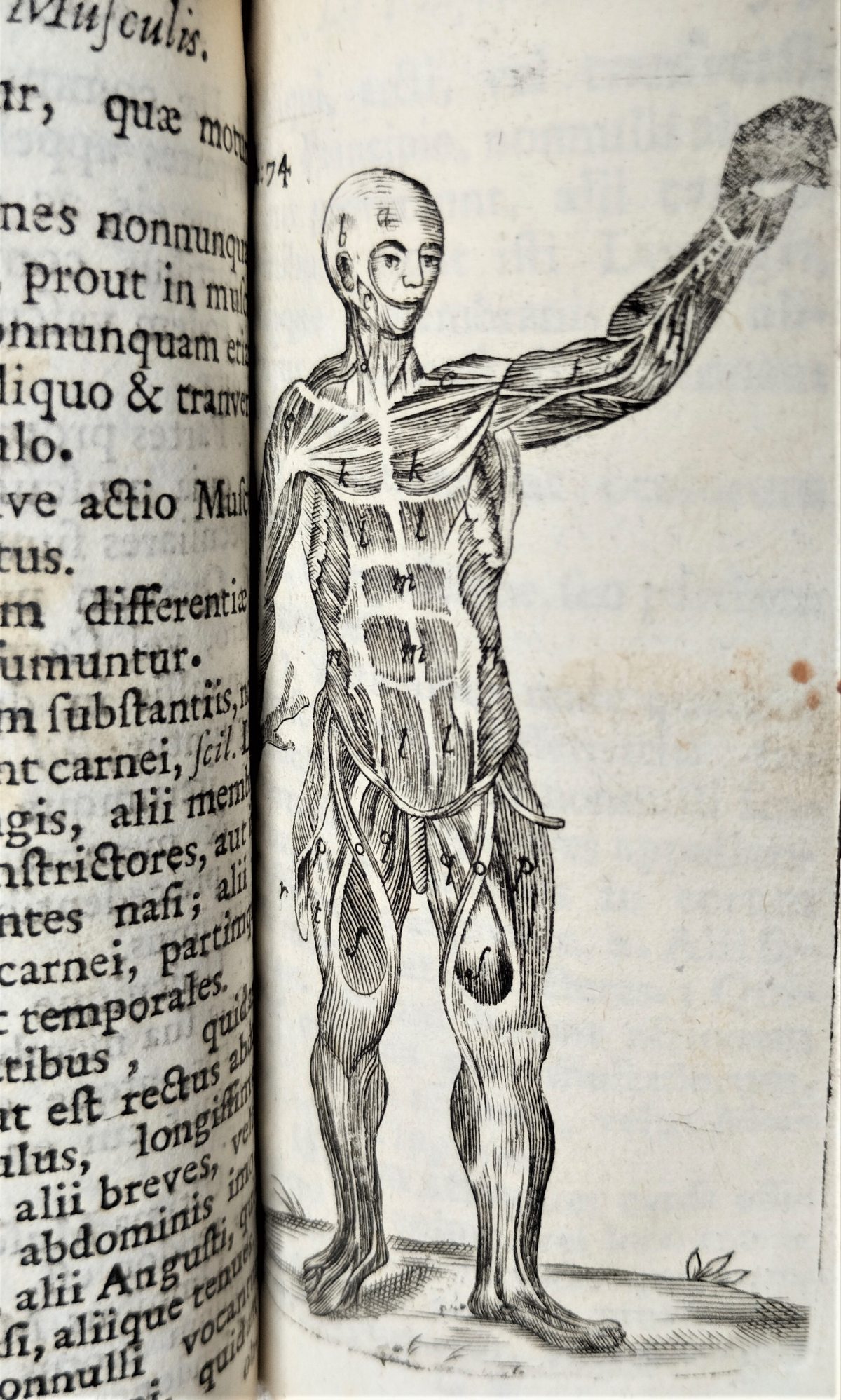 Human figure with an arm raised, with detailed group muscles highlighted by letters and numbers.