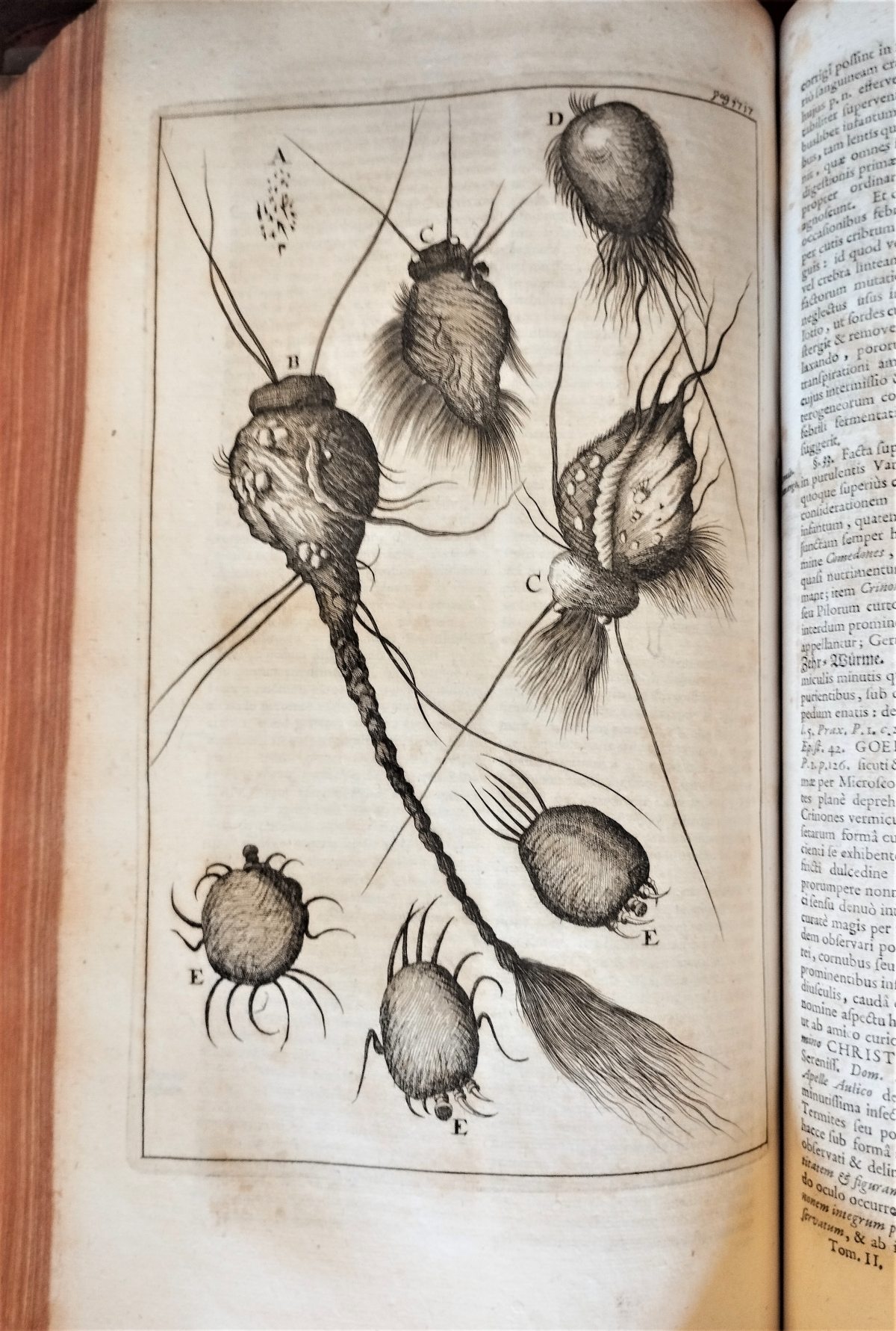An engraved illustration of different specimens of both a hairy parasitic worm and a round mite.