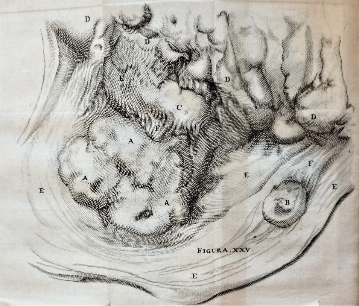 Engraved illustration of a part of the placenta, section highlighted with different letters.