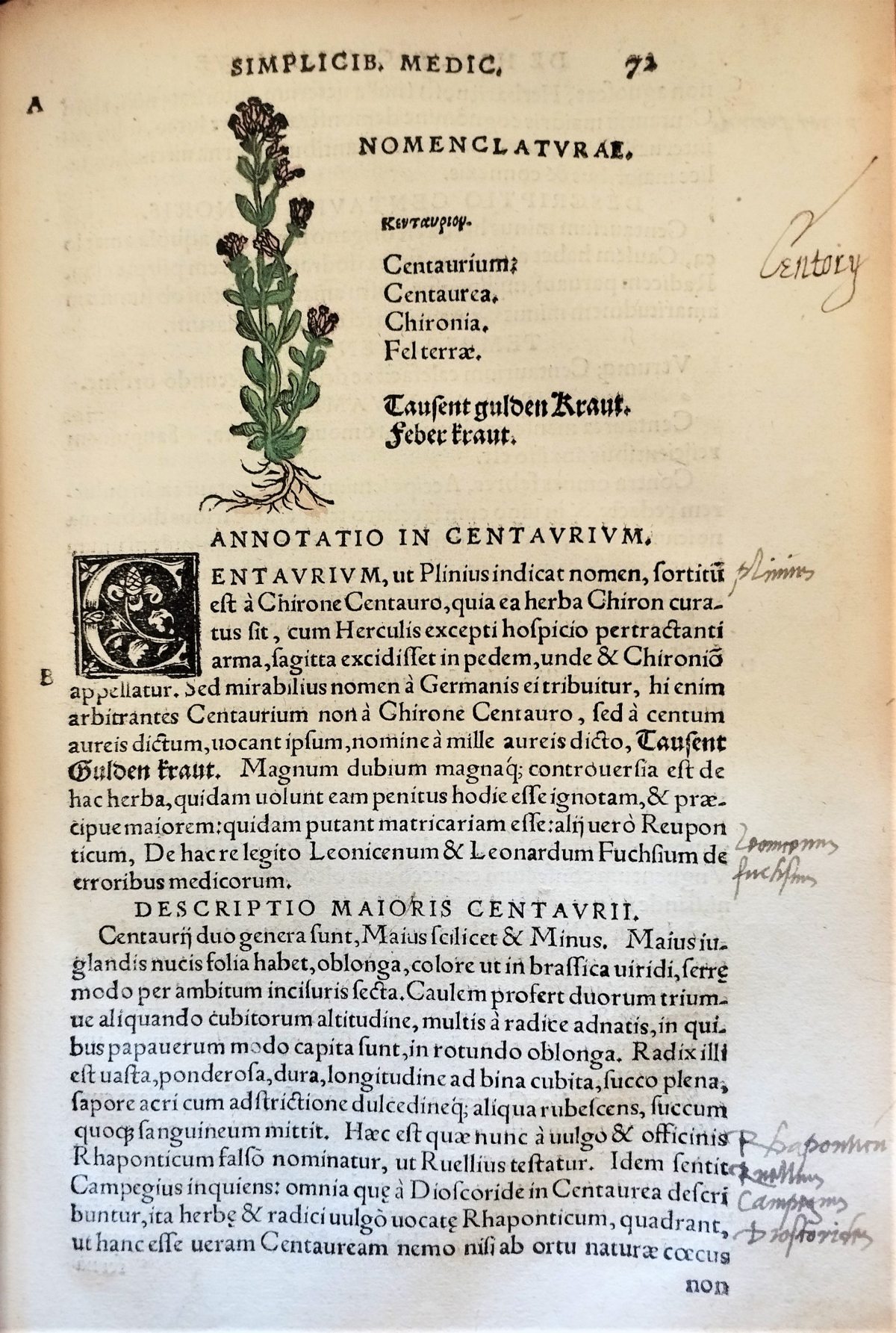 Page with the nomenclature, latin text description and hand painted illustration of the centaury plant and flowers.