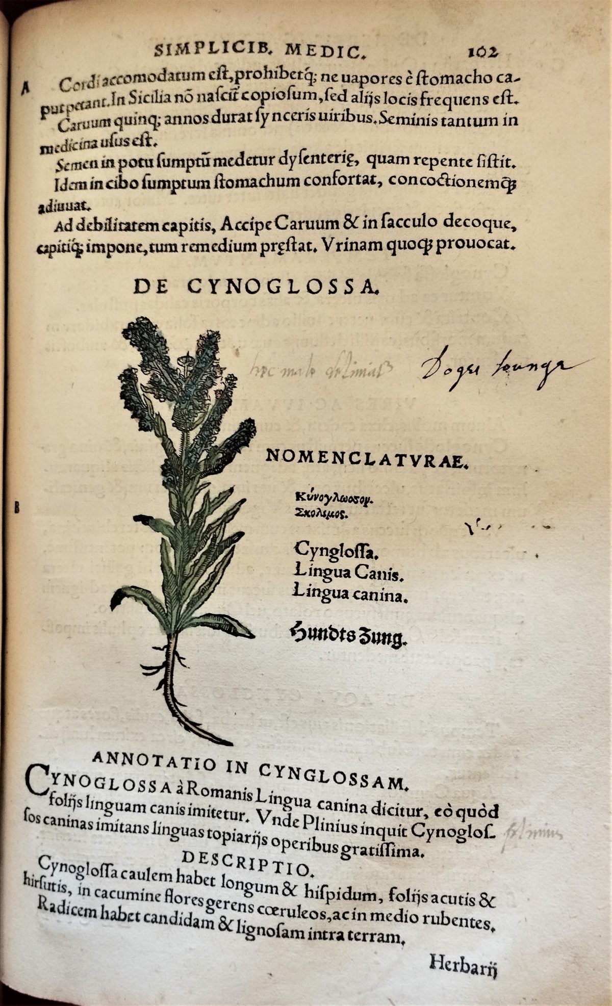 Page with the nomenclature, latin text description and hand painted illustration of the houndstongue plant and flowers.
