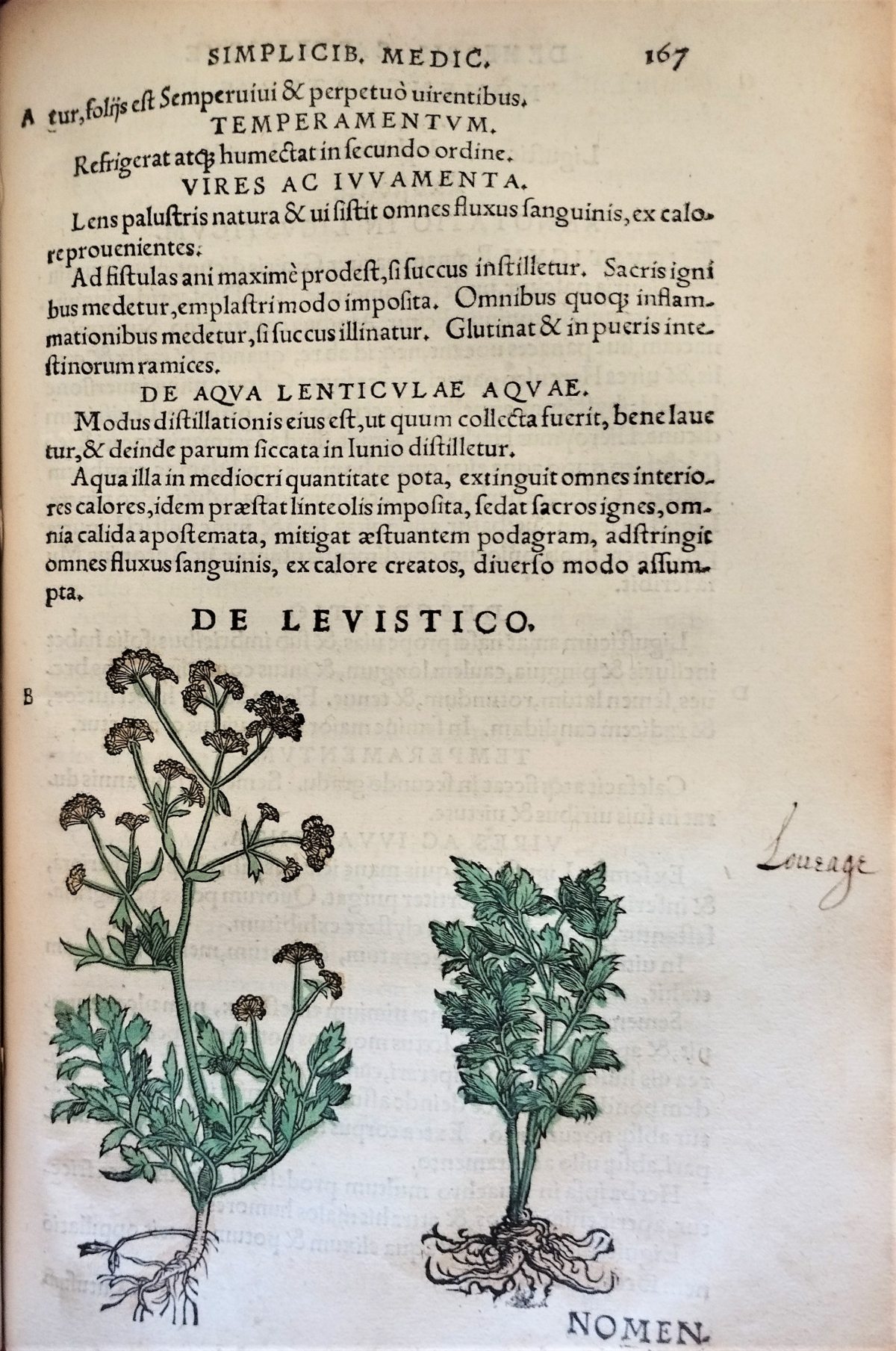 Page with the nomenclature, latin text description and hand painted illustration of the lovage plant and flowers.