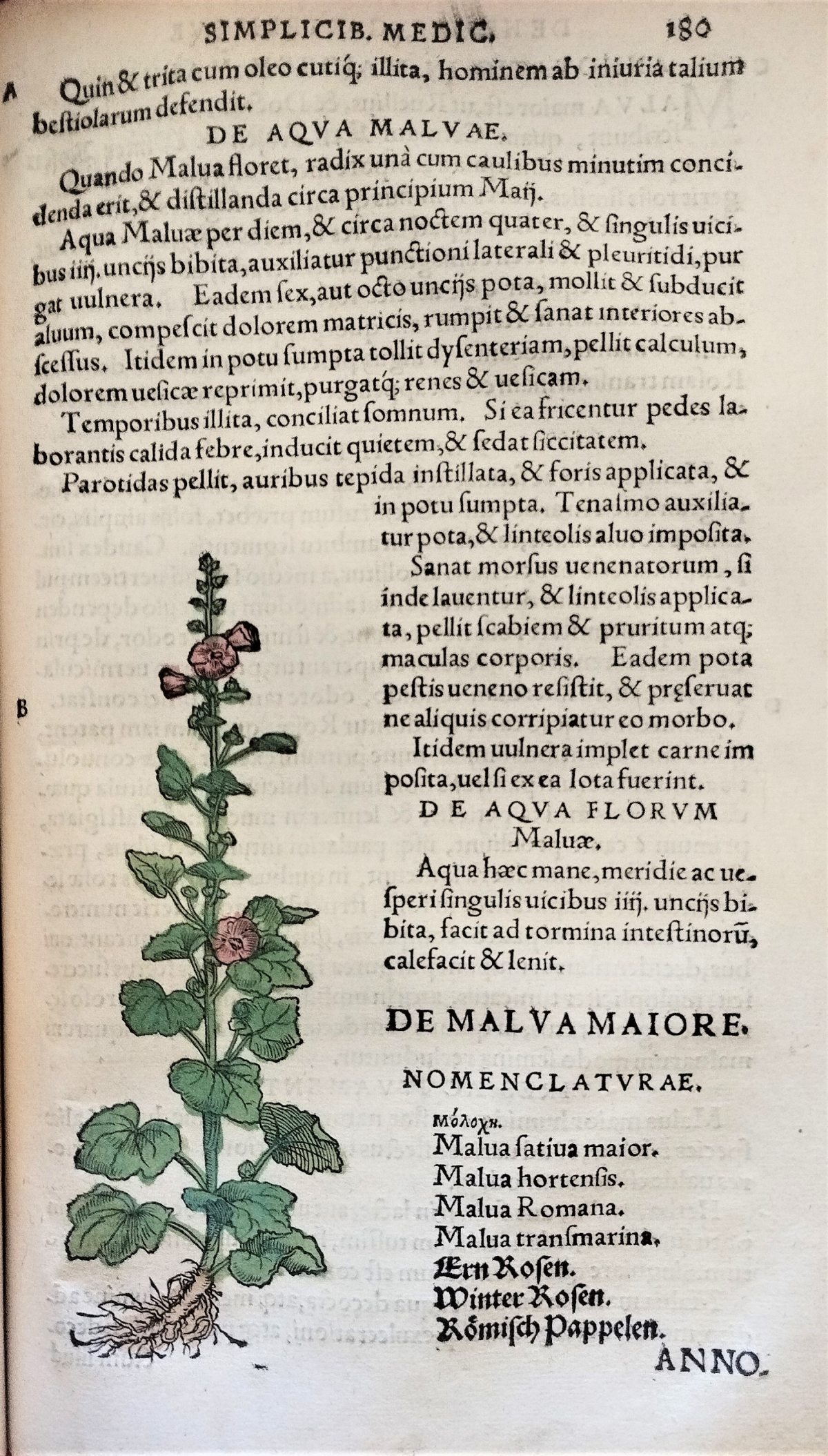 Page with the nomenclature, latin text description and hand painted illustration of the mallow plant and flowers.