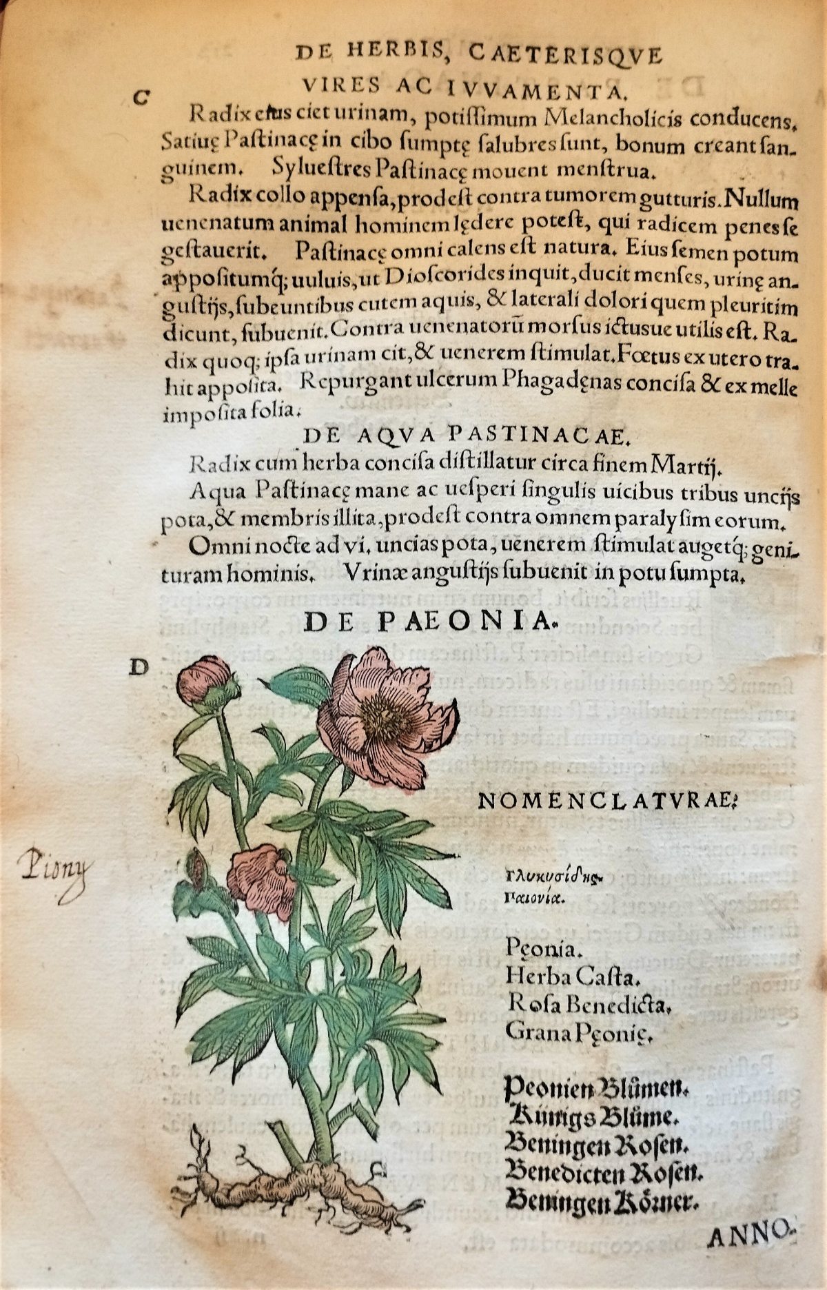 Page with the nomenclature, latin text description and hand painted illustration of the peony plant and flowers.
