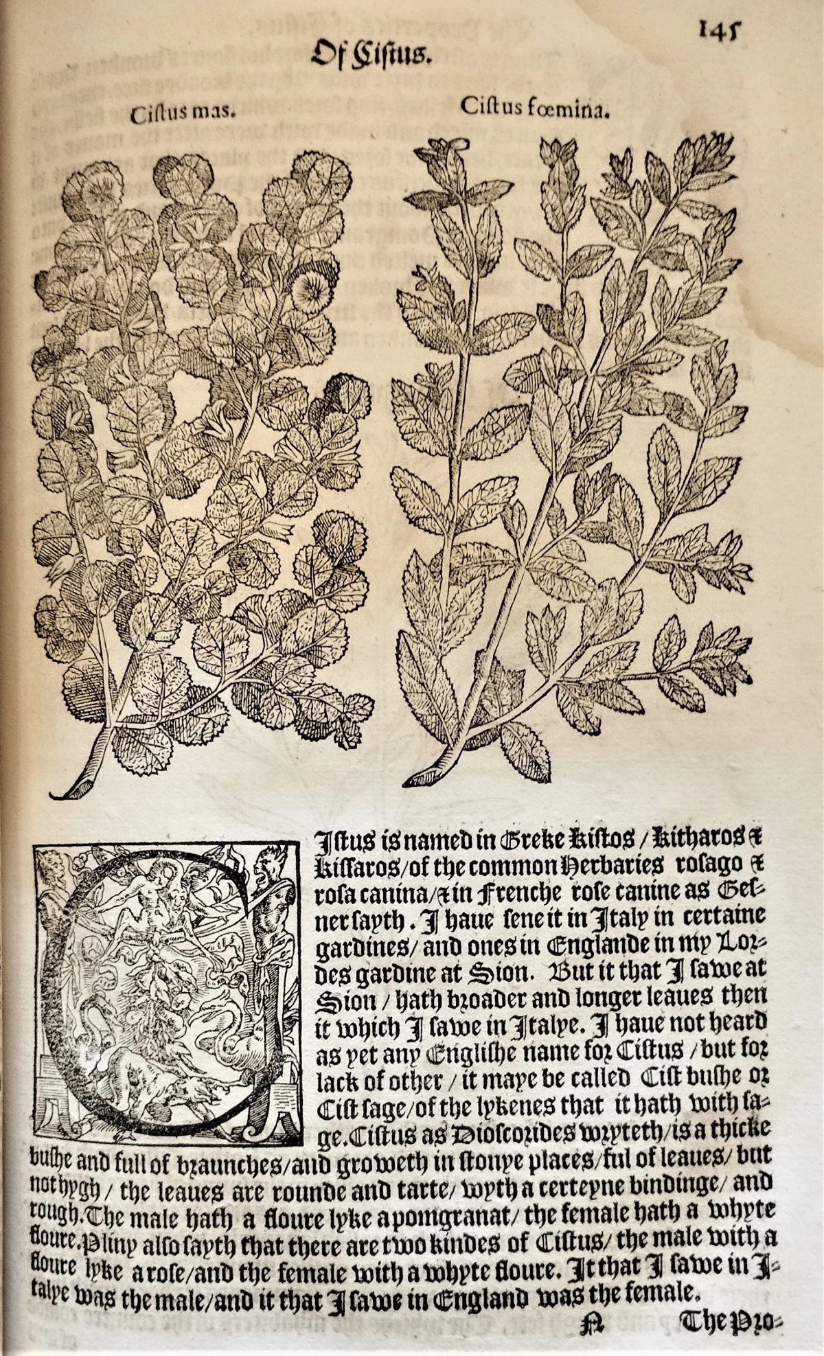 Page with the nomenclature, description and woodcuts illustration of the cistus plant and flowers.