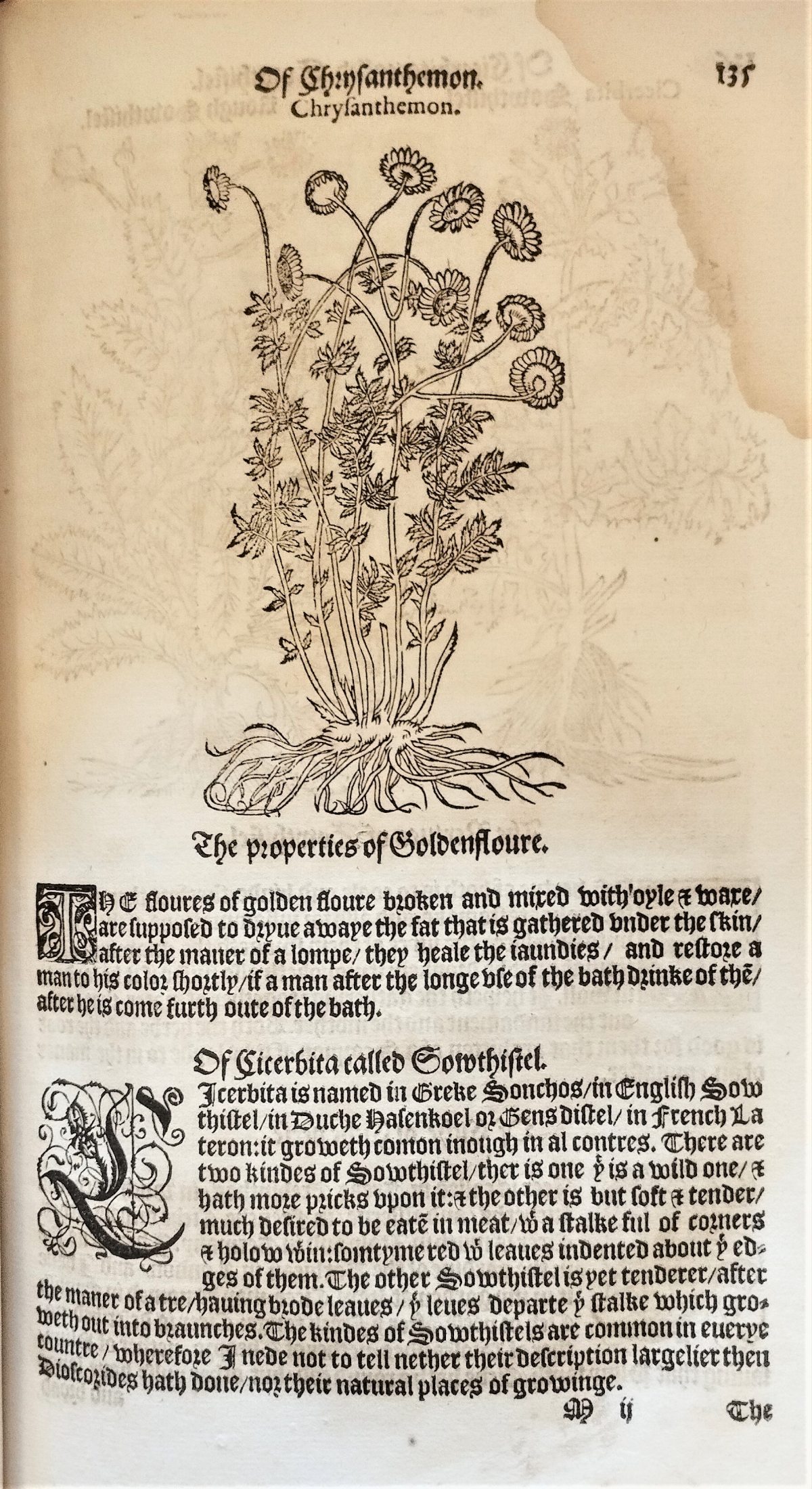 Page with the nomenclature, description and woodcuts illustration of the chrysanthemum plant and flowers.