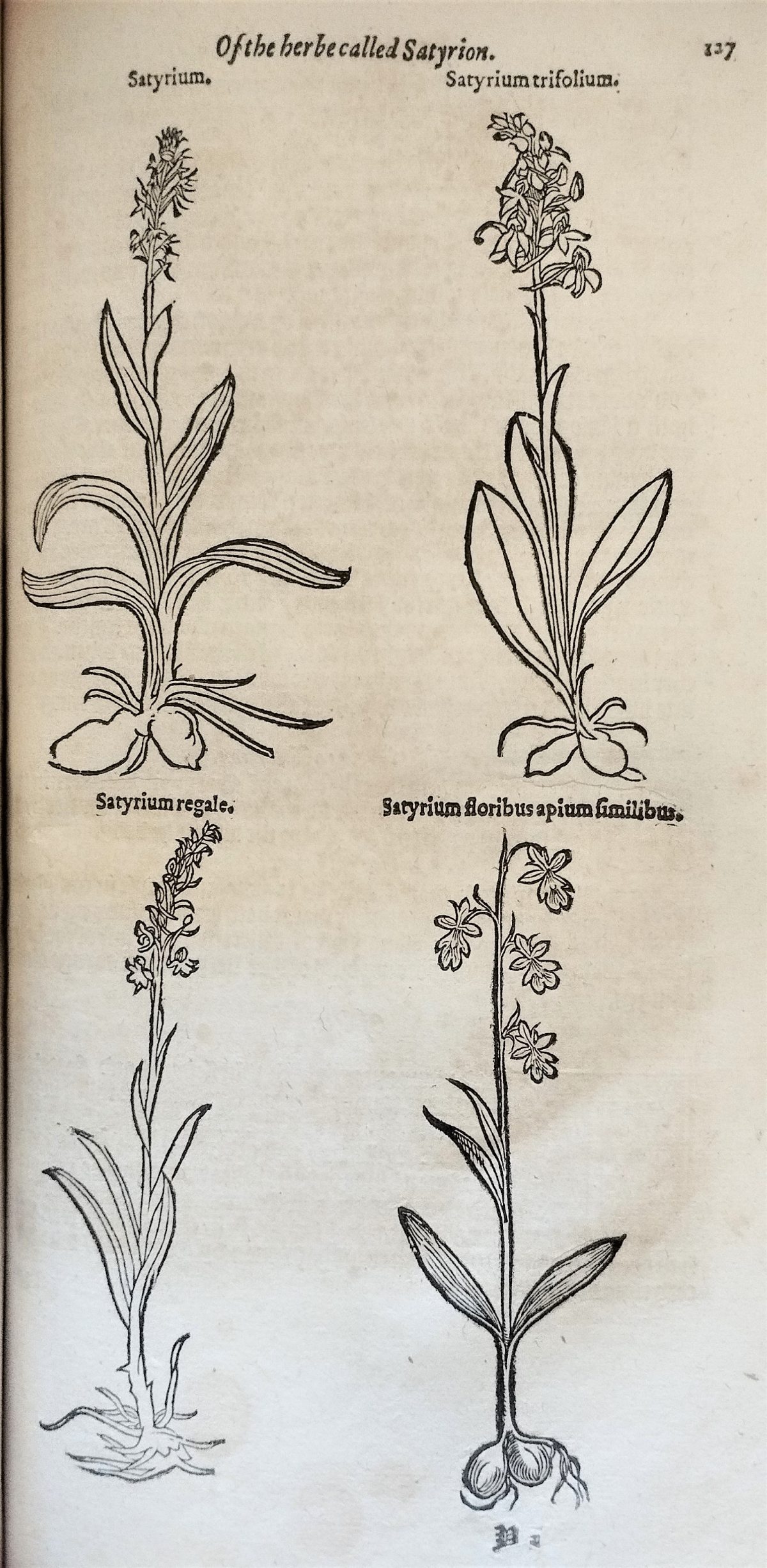Page with four woodcuts illustrations of the satyrium orchid. 