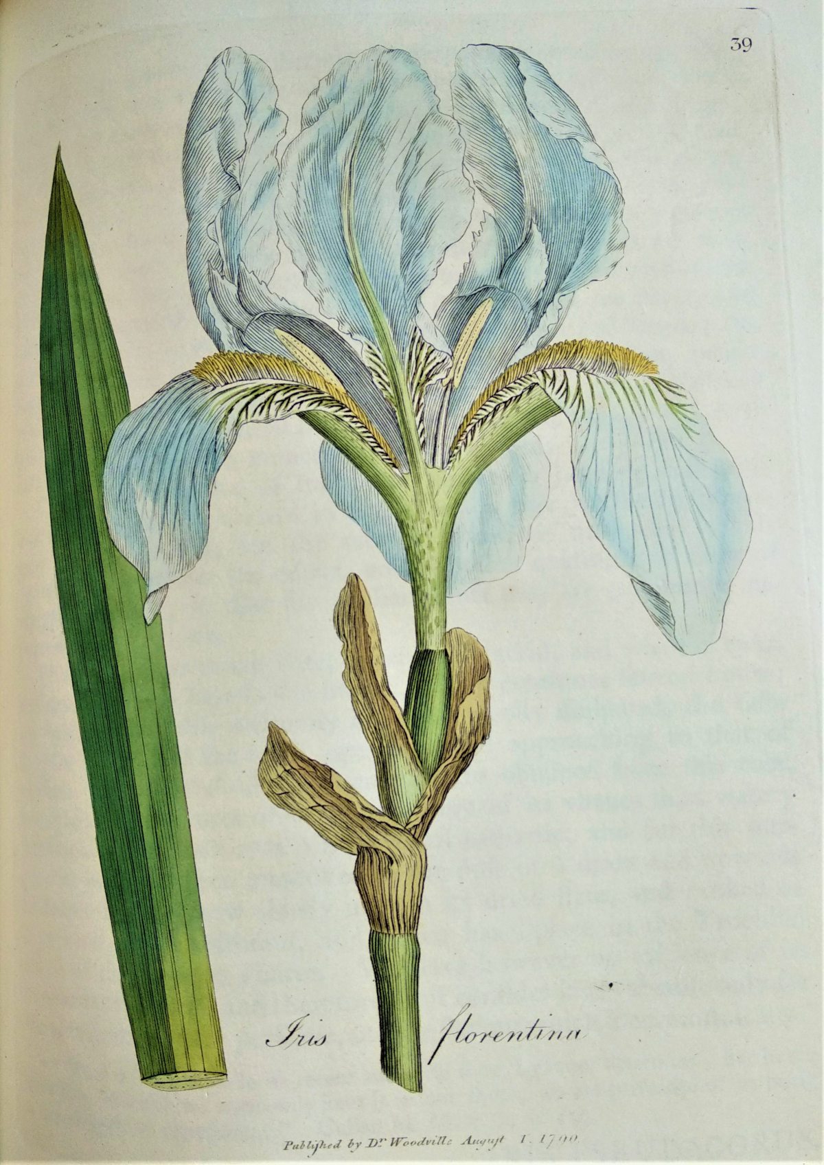 Brightly coloured illustration of the Florentine iris plant and flowers. 