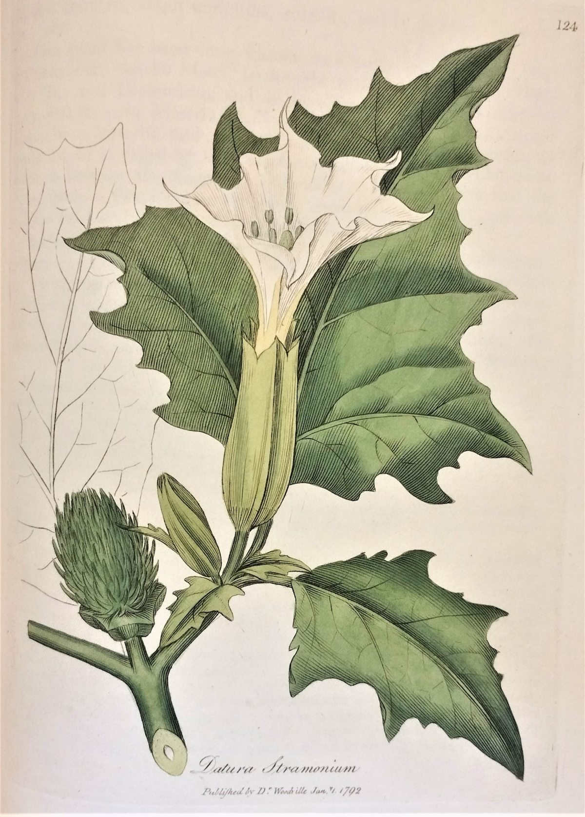 Brightly coloured illustration of the thorn apple plant and flowers. 