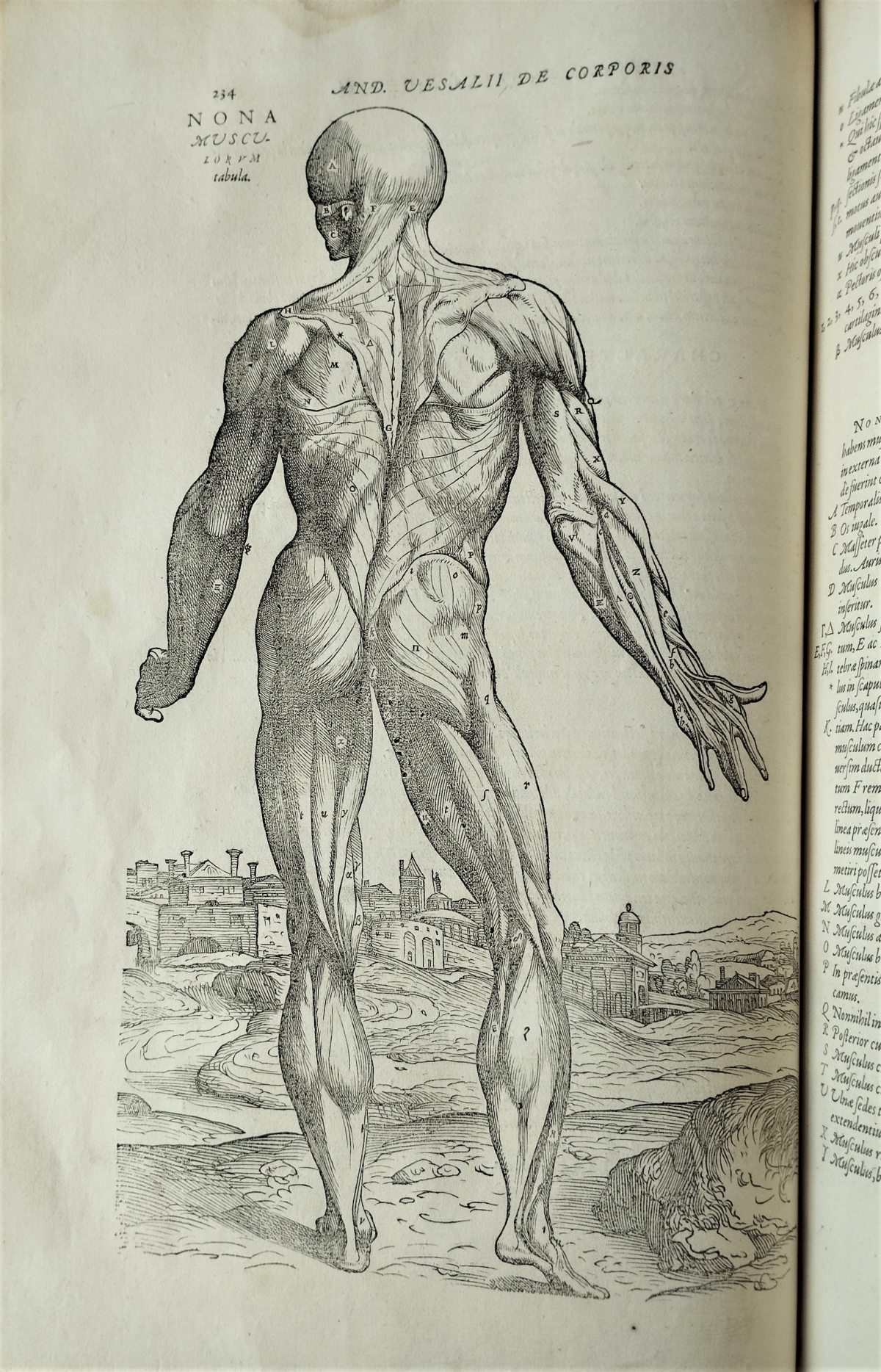 Illustration of a standing human figure without skin from the back. Muscle groups annotated with letters. Countryside view in the background.