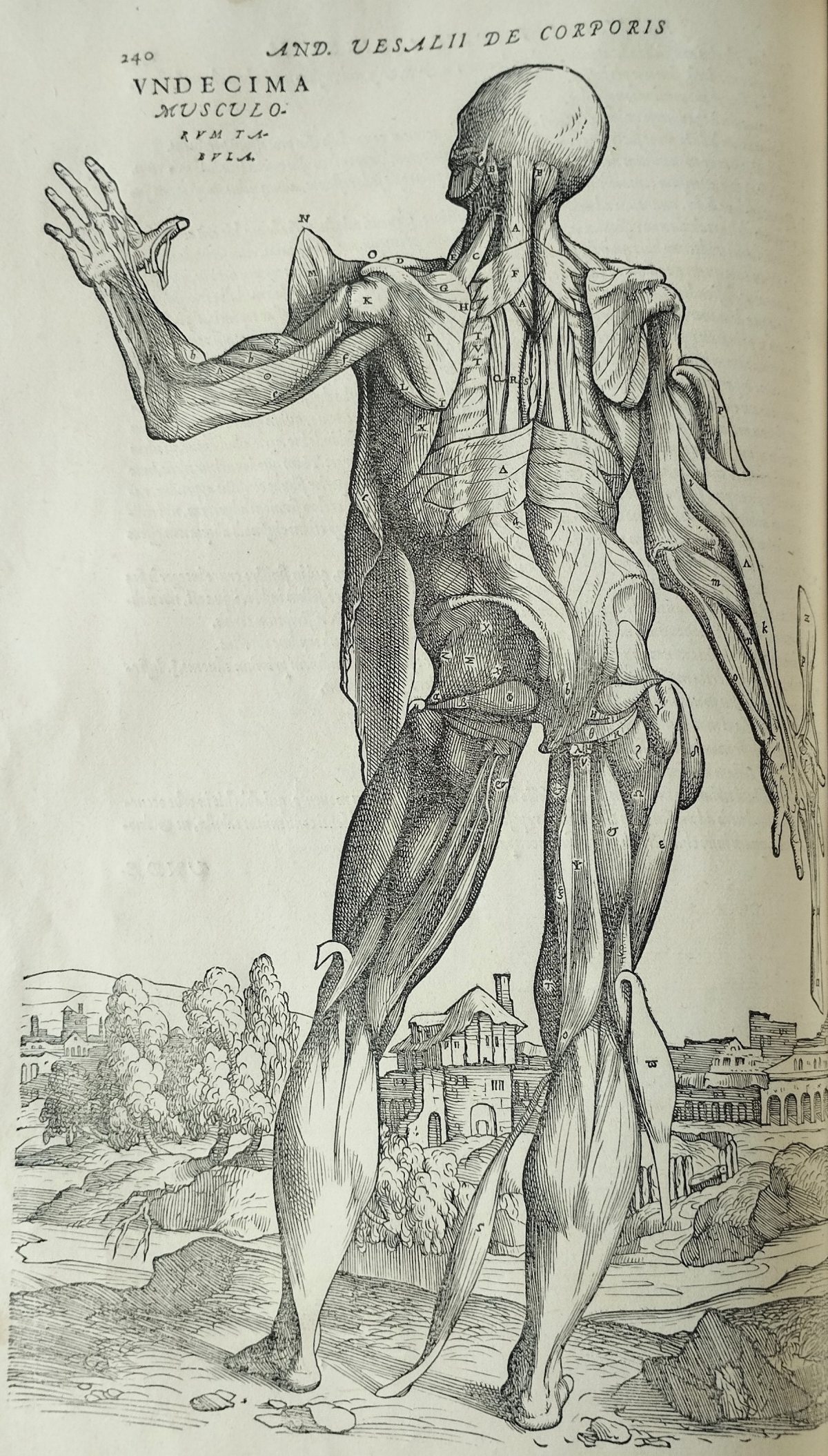 Illustration of a standing human figure without skin from the back, one arm raised. Some muscle groups are dangling from the sides and are annoted with letters. Countryside view in the background.