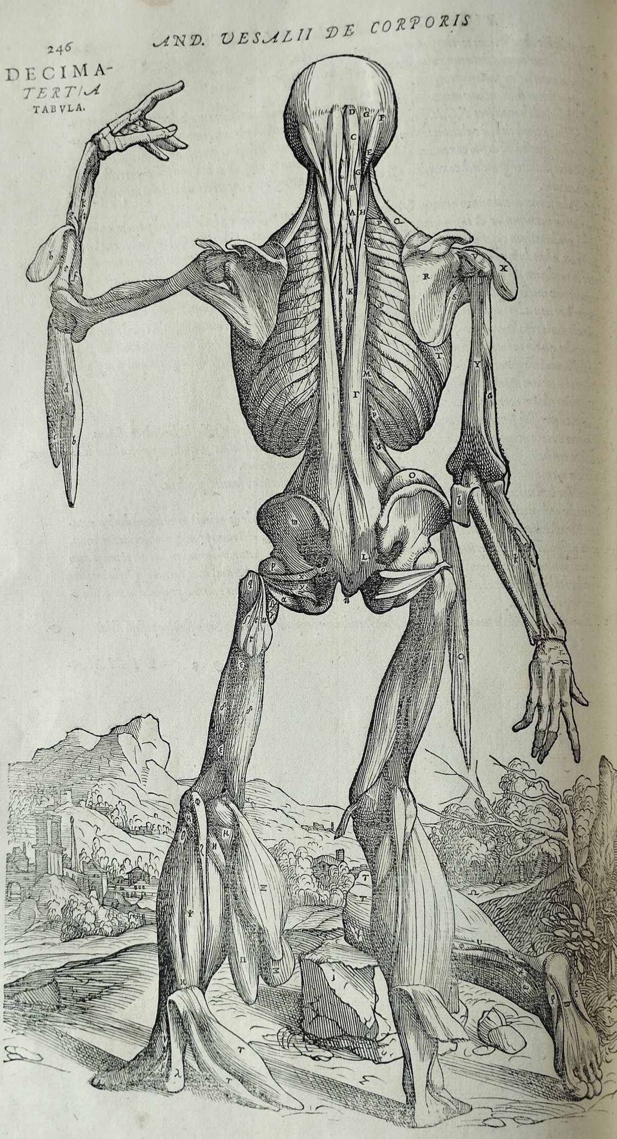 Illustration of a skeleton from the back. Contryside view in the background. 