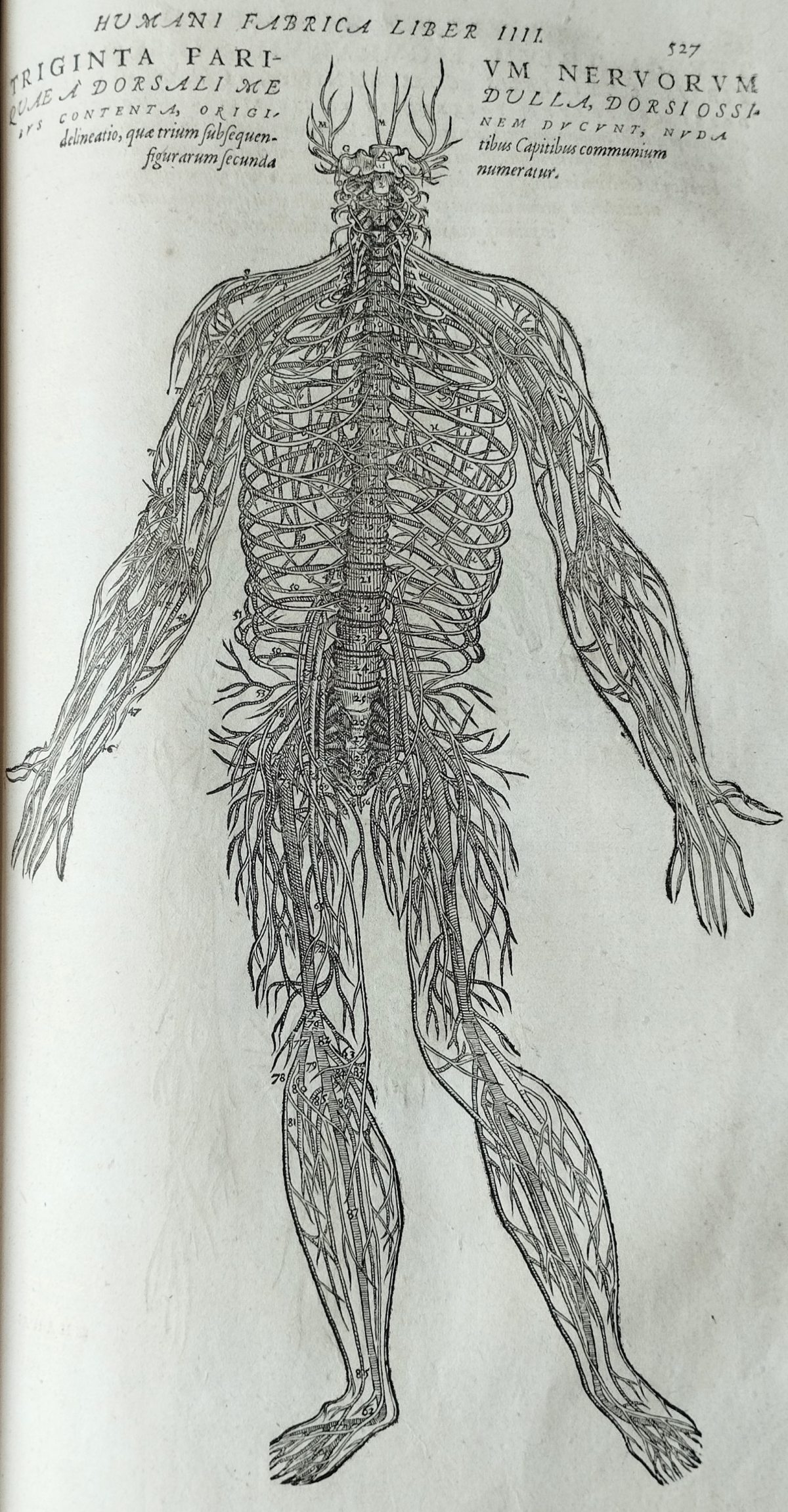 Illustration of all the nerves of the human body displayed as a figure.