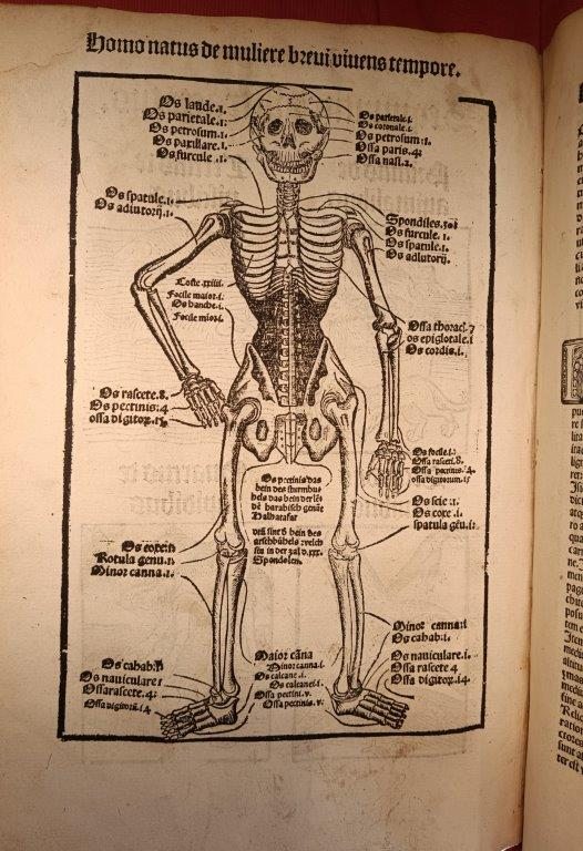 An illustration from an early printed book, showing a skeleton with annotations
