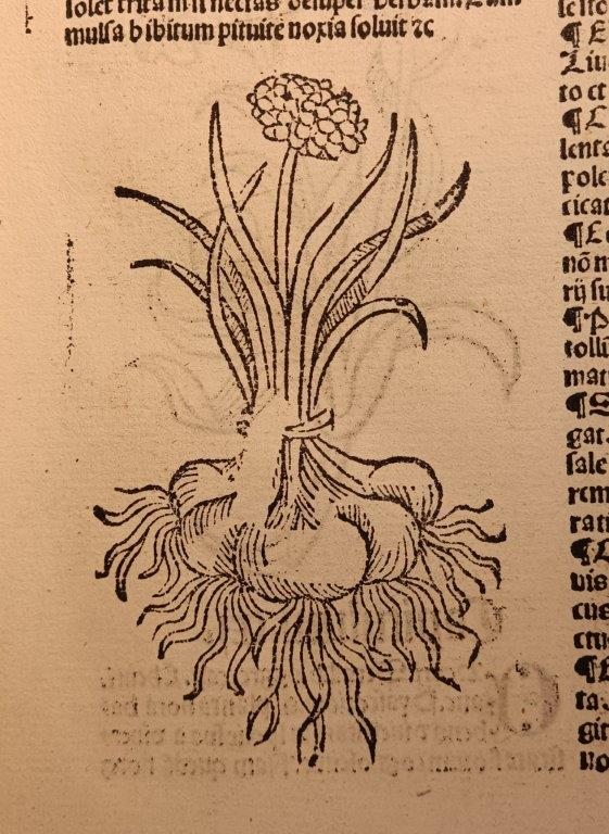 A page from an early printed book, with an illustration showing a plant and its roots