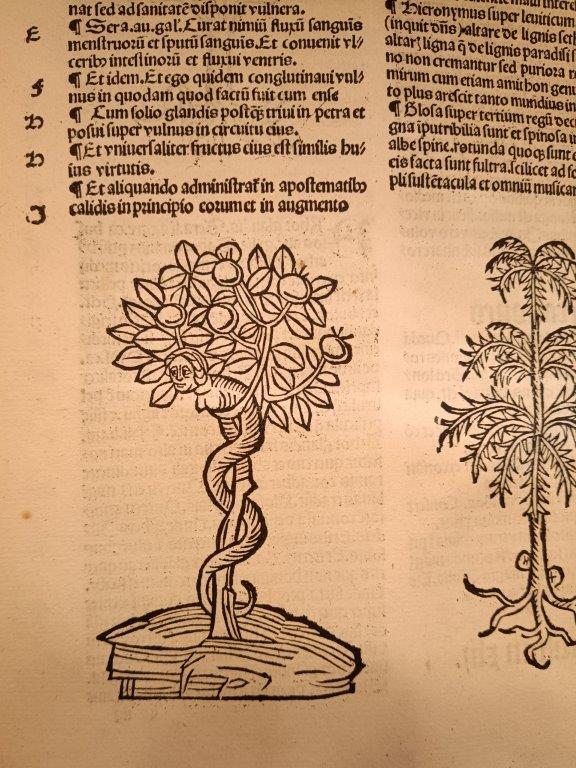 A page from an early printed book, with an illustration showing a tree and a snake with a human head wrapped around its trunk
