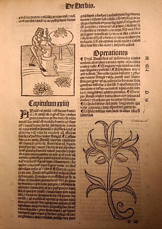 A page from an early printed book, with illustrations showing a person grinding some kind of grains, and a plant.