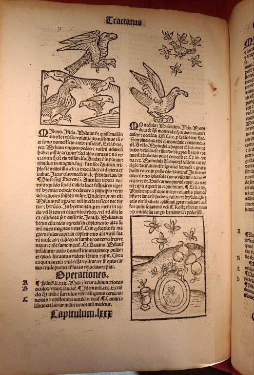 A page from an early printed book, including illustrations of birds and insects