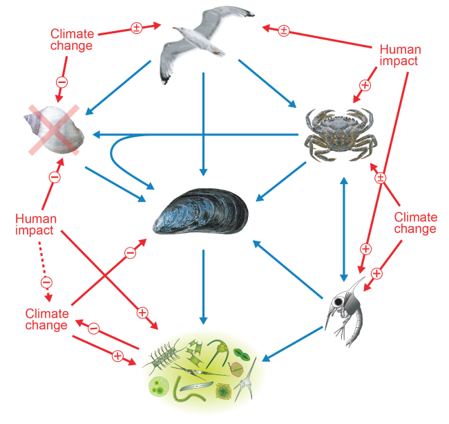 A diagram showing interactions between mussels, climate change and human impact