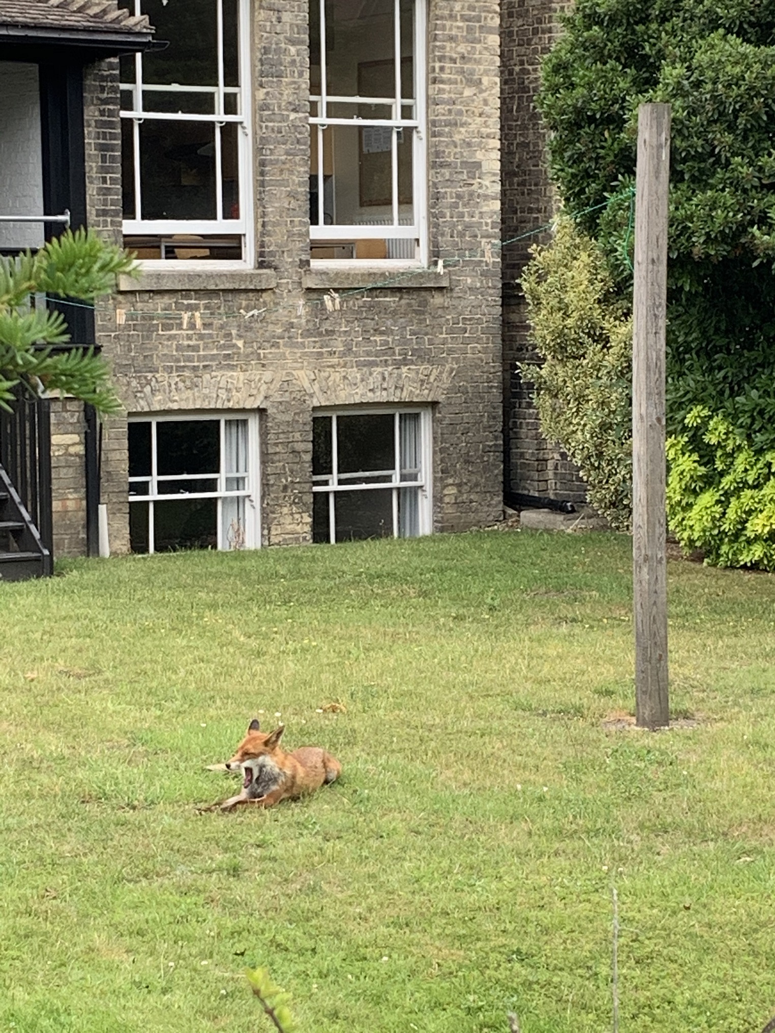 A fox on the lawn at Harvey Road