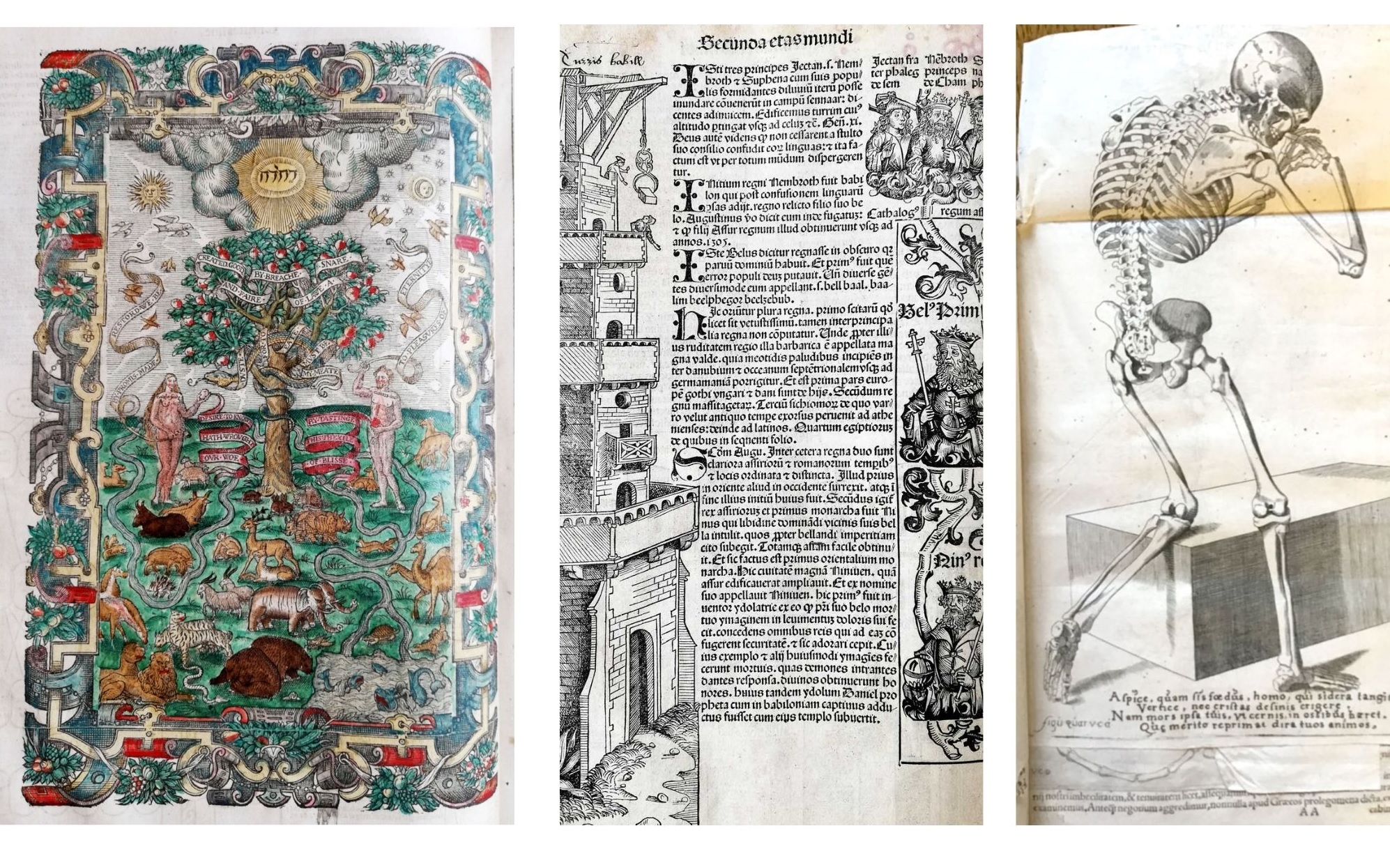 A selection of pages depicting colourful images, including a skeleton