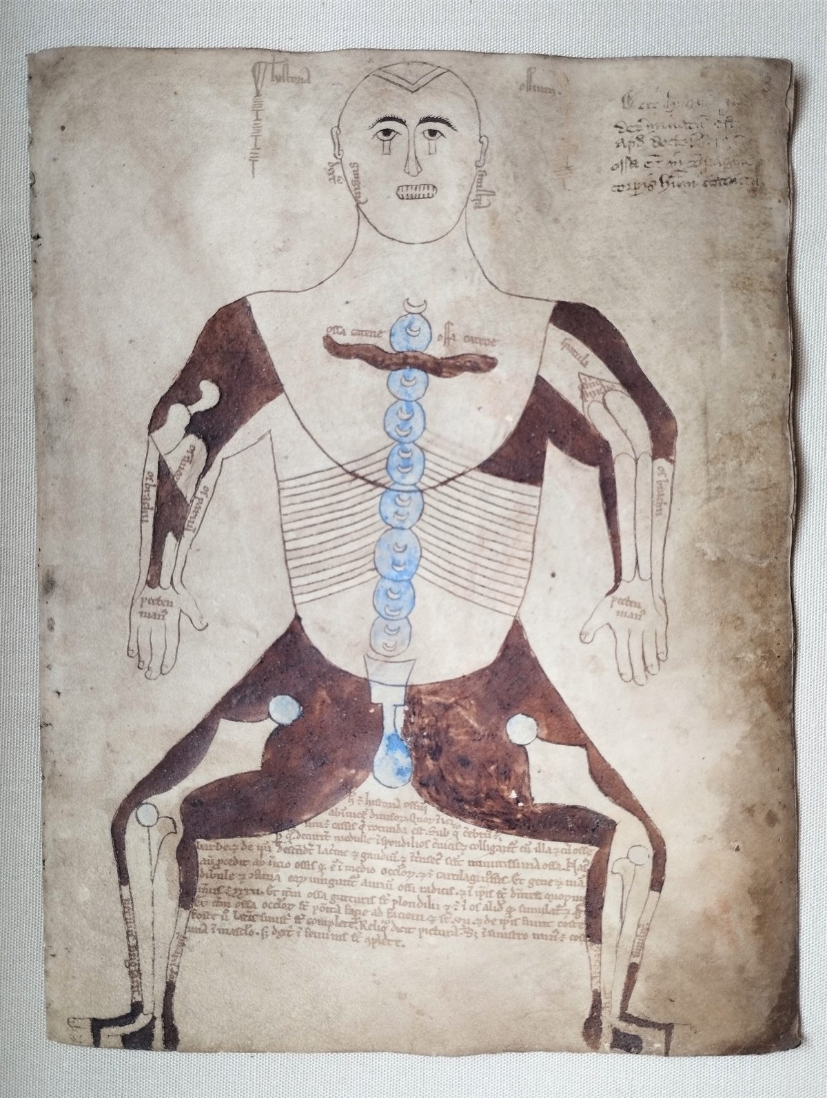 Drawing of a human figure in brown ink on a cream page. Spinal column and testes in blue. Main bones of the body (arms and legs) emphasised and annotated. 