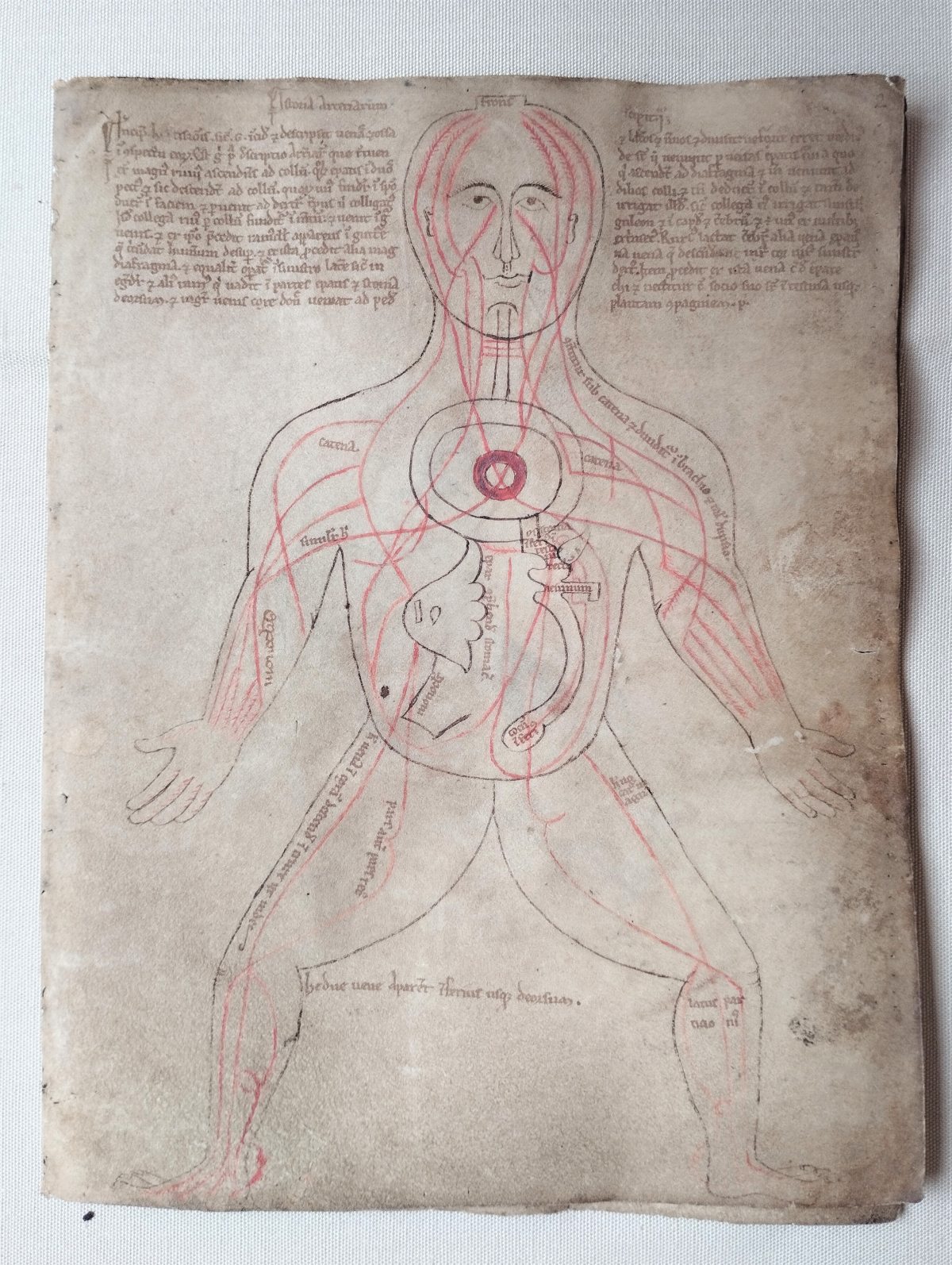 Drawing of a human figure in brown ink on a cream page. Main arteries of the body emphasised in red ink and annotated.