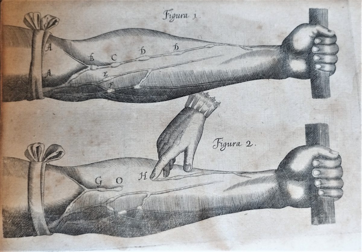 Engraved illustrations of the veins in two human arms. Two little hands point where the veins are, also highlighted by letters. 