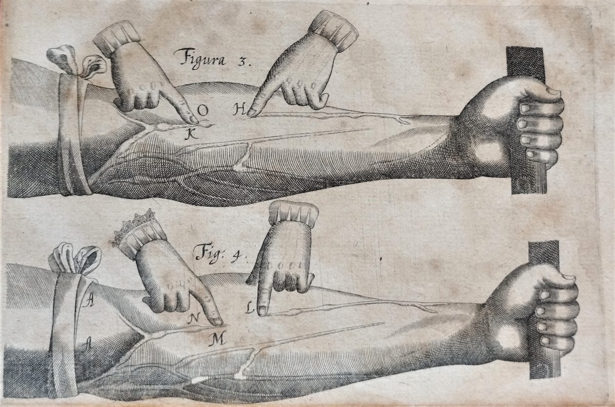 Engraved illustrations of the veins in two human arms. Four little hands point where the veins are, also highlighted by letters. 