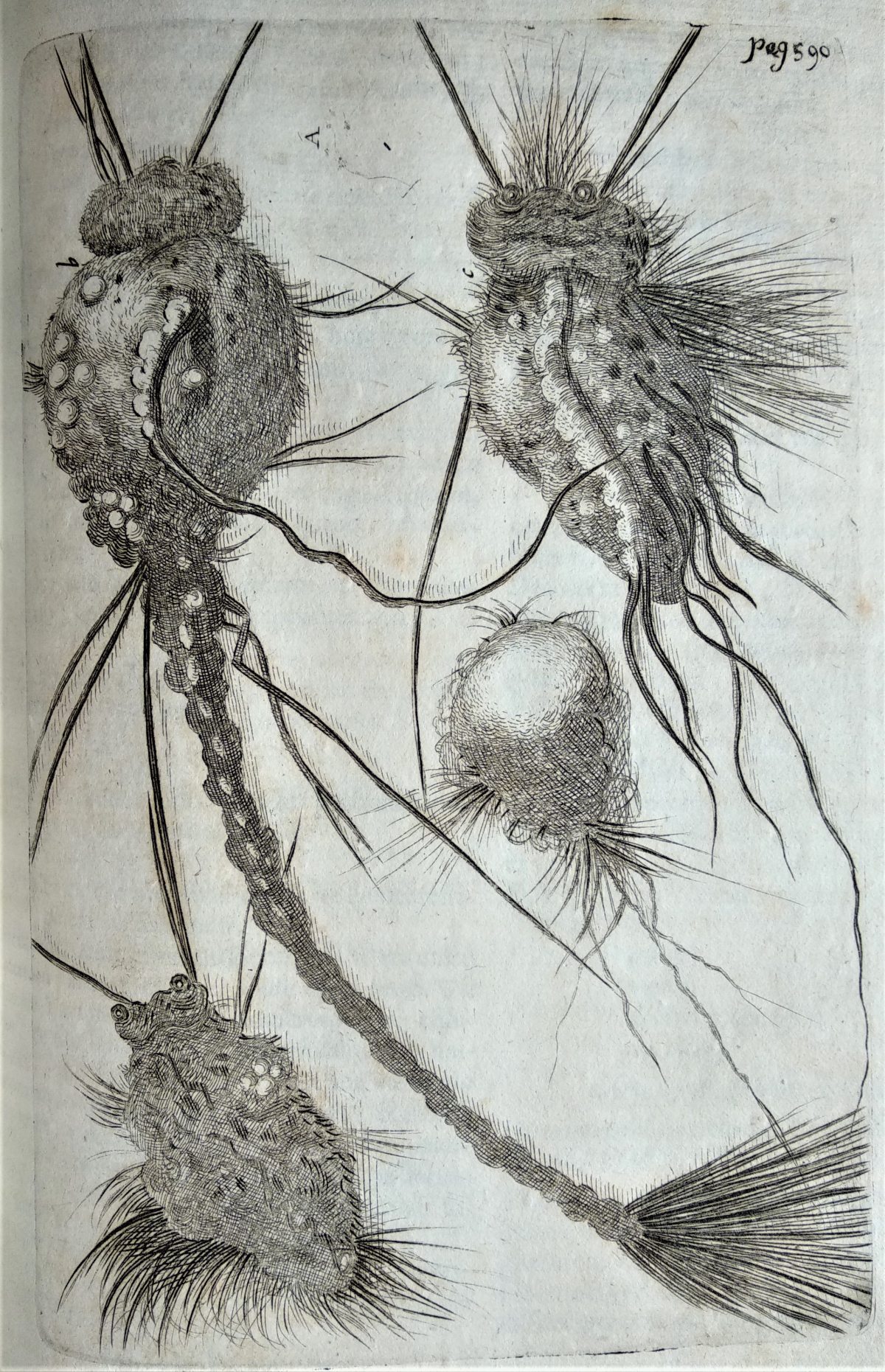 An etched illustration of different specimens of a hairy parasitic worm.
