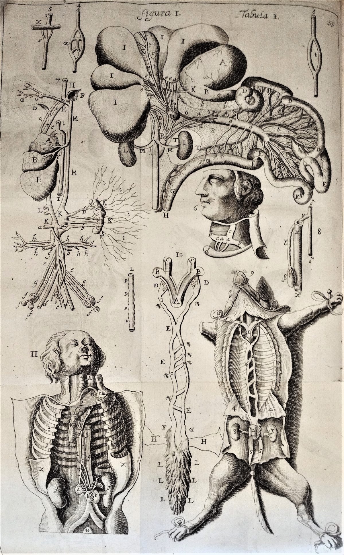 A leaf of plates in a 17th-century printed book, with engraved illustrations of human and canine thoracic anatomy.