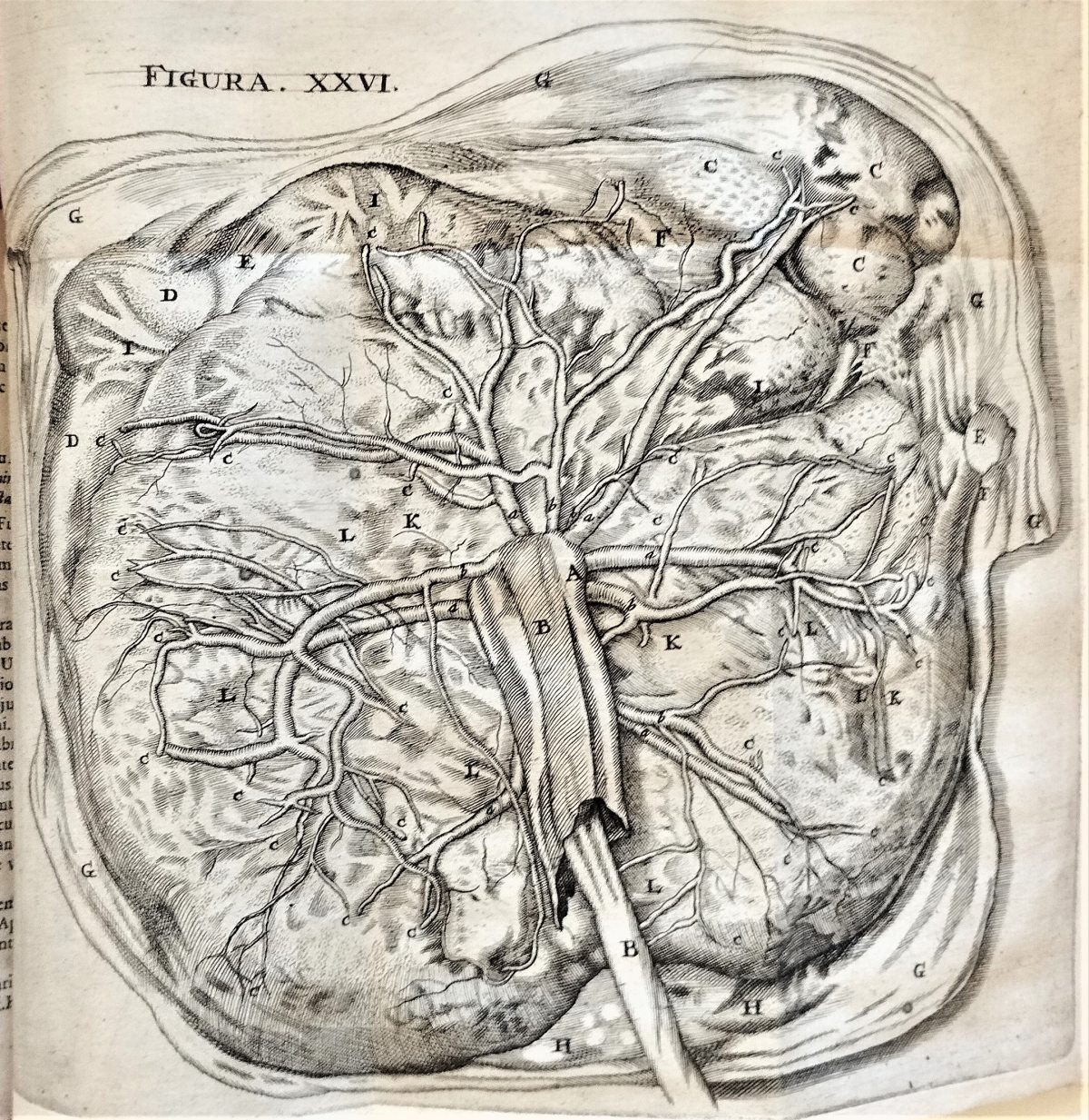 Engraved illustration of a placenta with canals and veins highlighted by different letters.