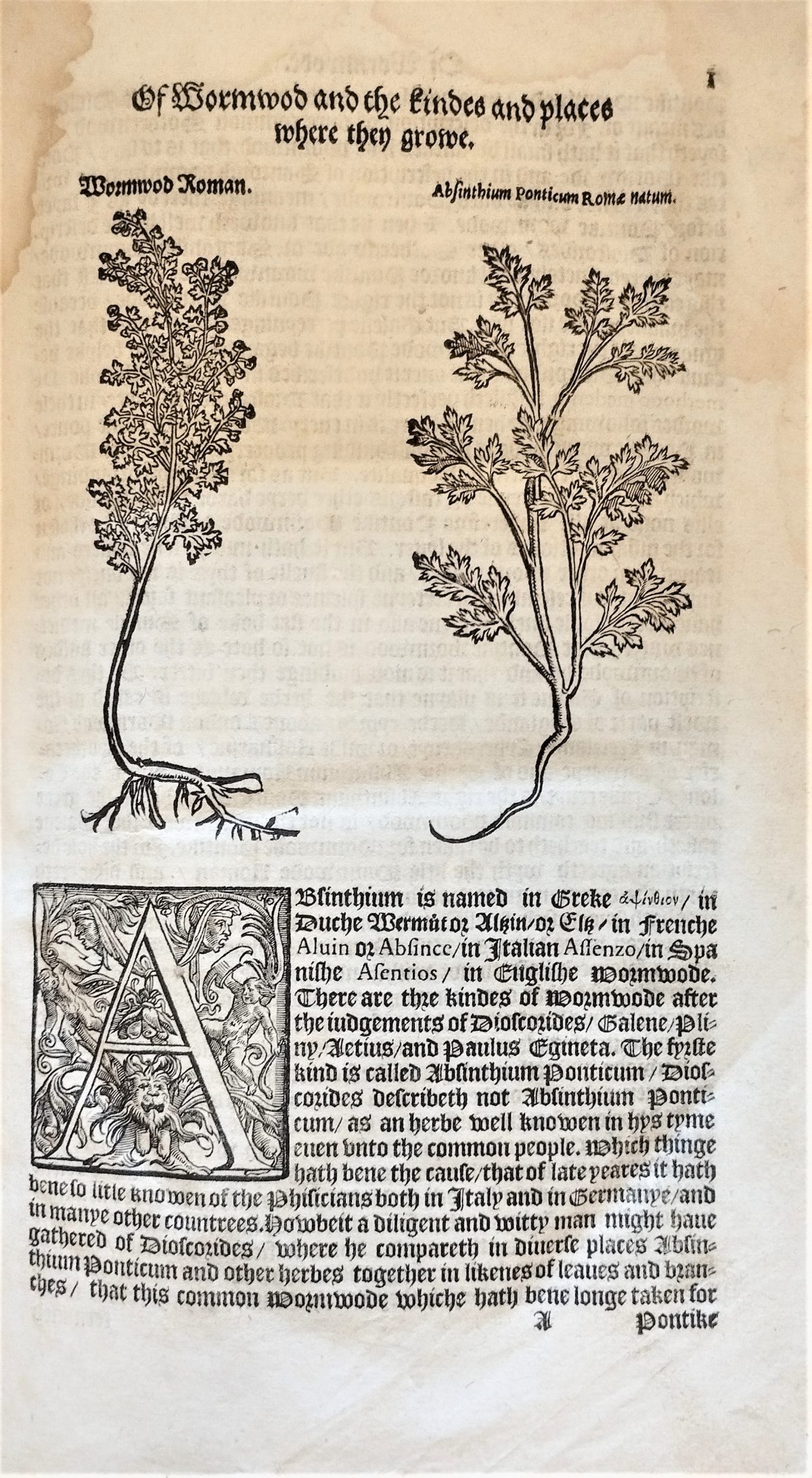 Page with the nomenclature, description and woodcuts illustration of the artemisia absinthium plant and flowers.