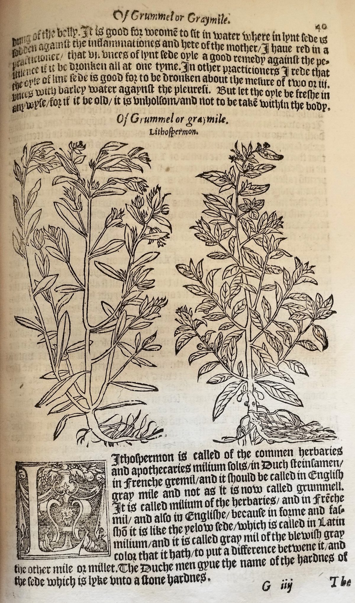 Page with the nomenclature, description and woodcuts illustration of the gromwell plant and flowers.