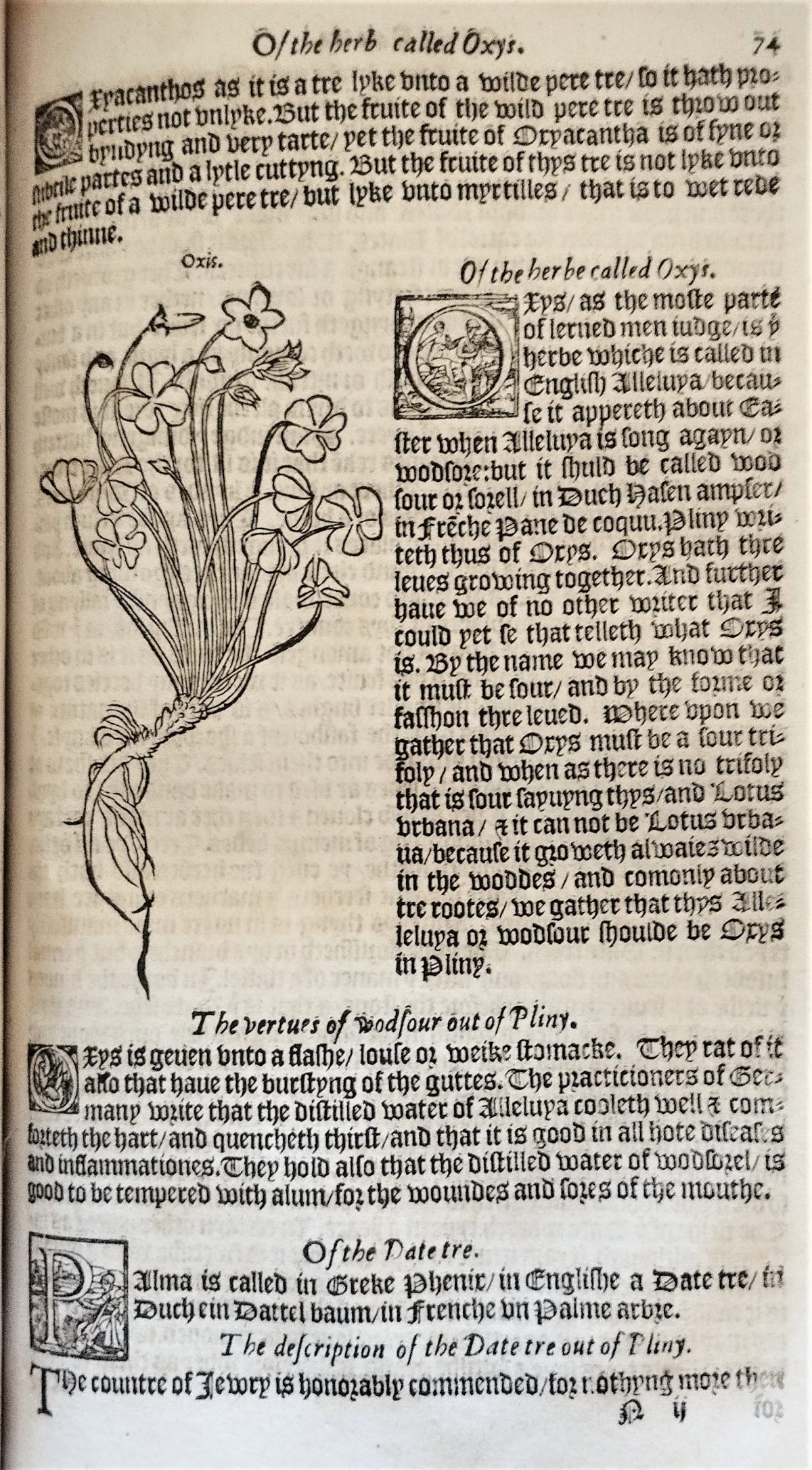 Page with the nomenclature, description and woodcuts illustration of the wood sorrel plant and flowers.