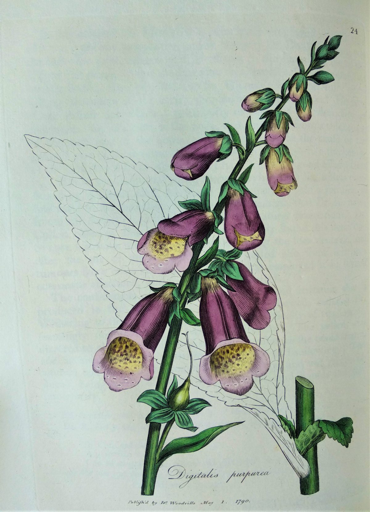 Brightly coloured illustration of the foxglove plant and flowers. 