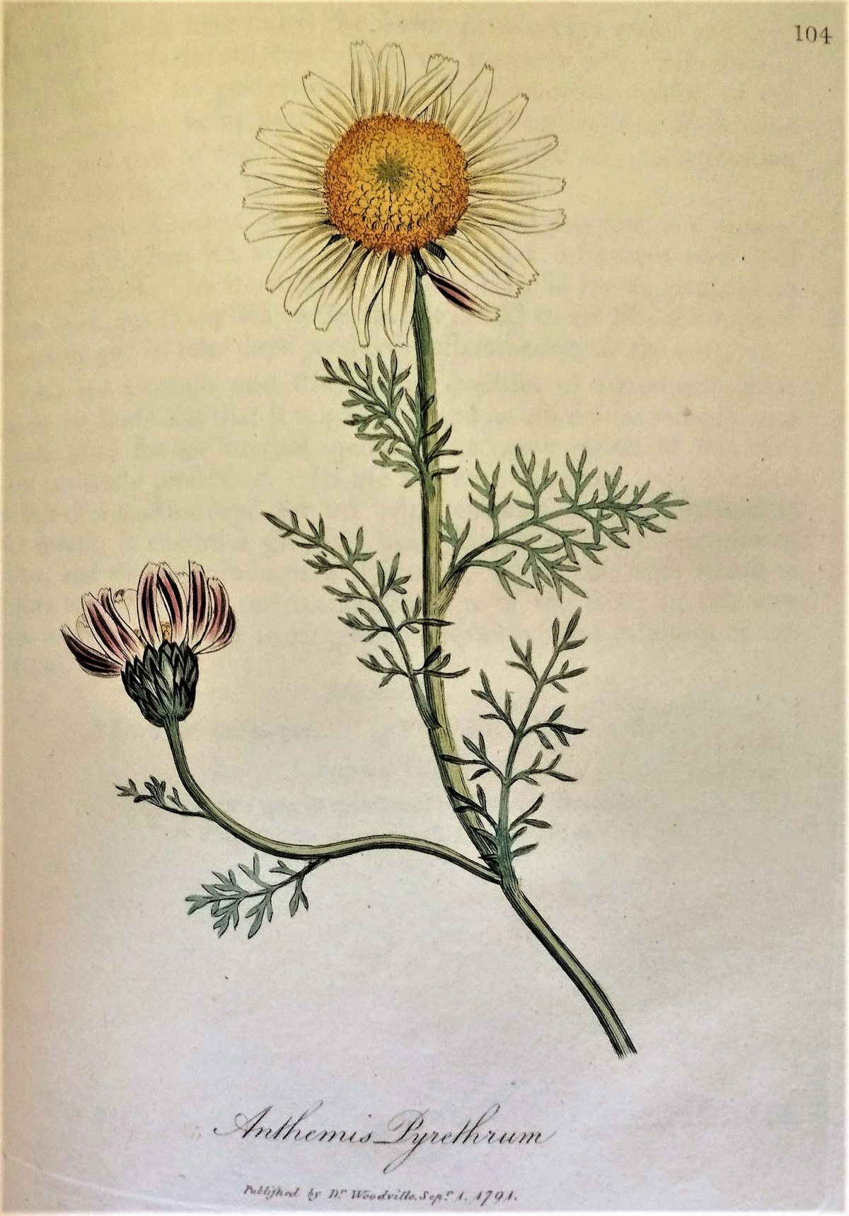 Brightly coloured illustration of the Spanish chamomile plant and flowers. 