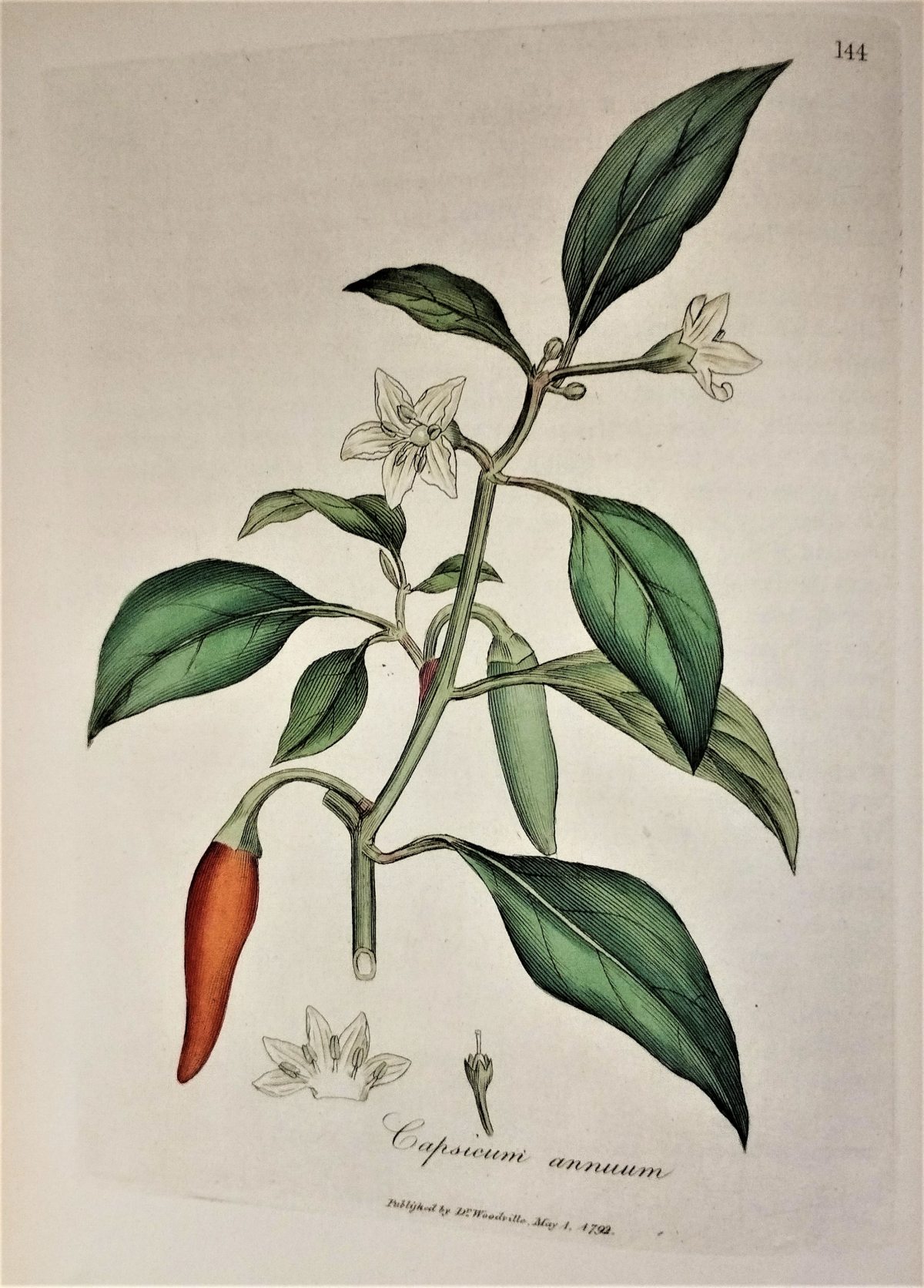 Brightly coloured illustration of the pepper plant and flowers. 
