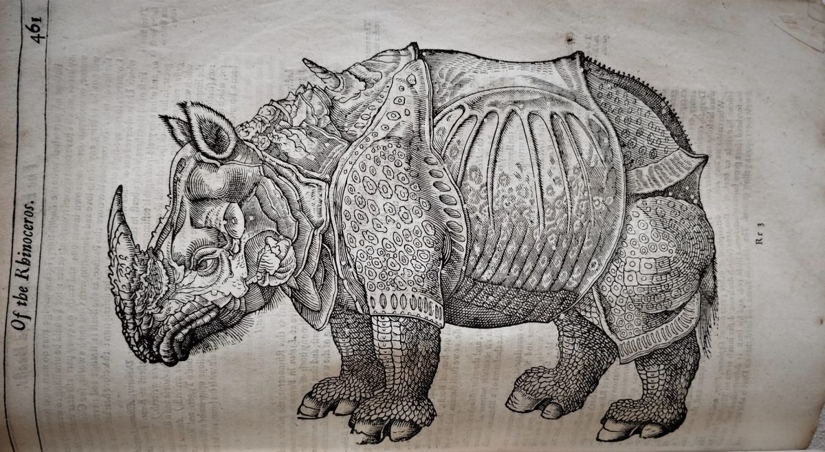 Woodcut of a rhinoceros with an armour-like hide.