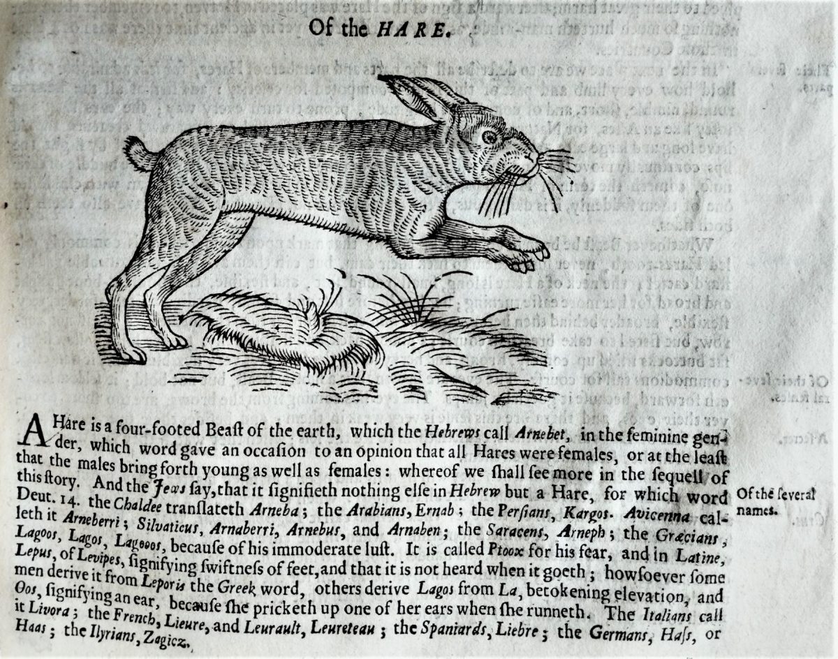 Woodcut of a hare leaping.