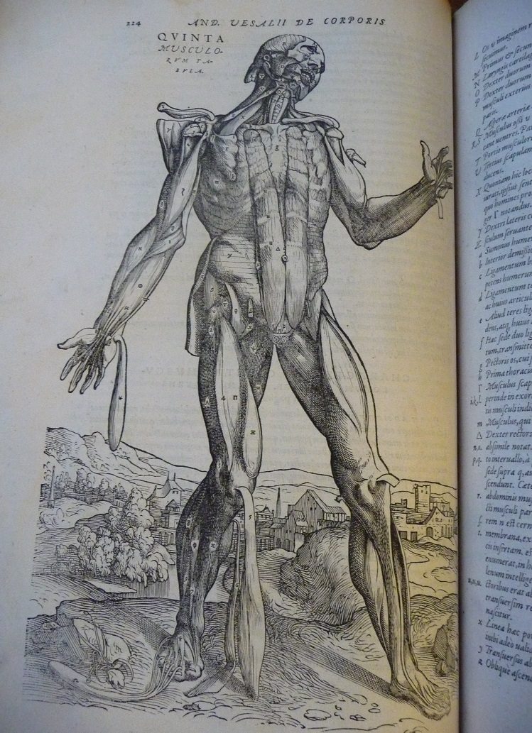 A page from 'De humani corporis fabrica' (The fabric of the human body) by Andreas Vesalius showing a cross section of a skull.